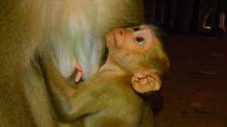 Baby Monkey Makes Amazing Discovery