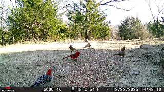 Beautiful Bird Video