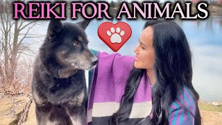 🐶🐱Reiki Healing for Pets with Sound Music 💜 Energy Healing For Animals