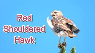 Red Shouldered Hawk Calling #birds