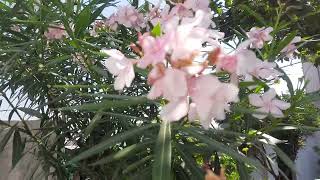 6 September 2023(3)