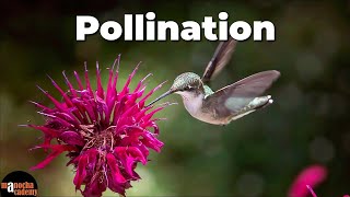 What is Pollination ?