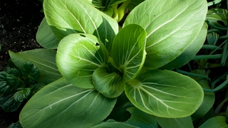 Introduce Bok Choy and how to grow them
