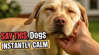5 Phrases That Calm Any Dog Instantly – Backed by Science