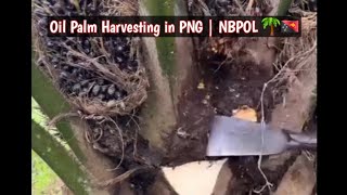 How We Harvest Oil Palm Fruit at NBPOL | West New Britain, Papua New Guinea