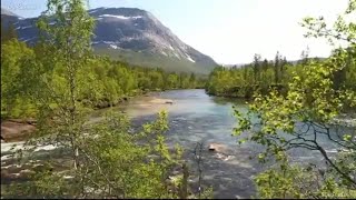 relaxation music for stress relief and healing | forest view