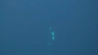 Orcas 'Kissing' in The Wild