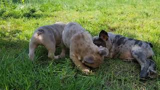 😍❤️🐶 #frenchbulldog #dogfriendly #bulldog