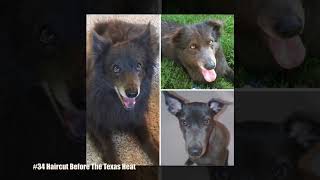 Dogs Before And After Their Haircuts
