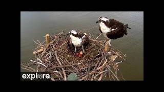 LIVE Osprey Nest - Chesapeake Conservancy | explore.org