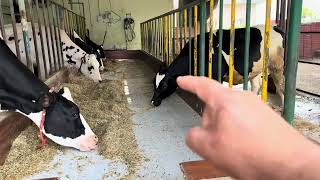 28 January 2026 What is the size of the shed and how much space for cows and buffaloes?