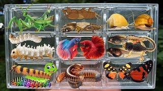 Catching insects in the garden  got Mantis Caterpillars Larva WhiteTadpoles Betta fish