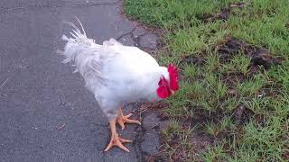 White Rooster Wake Up Call