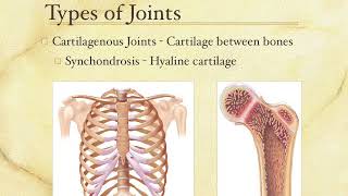 Articulation Lecture 1 - Types of Joints