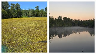 How to get rid of Salvinia molesta & Salvinia minima