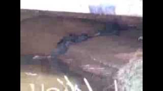 Six Otters Visiting Alhambra Creek