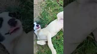 Sita Ram #viralvideo #shortsyoutube #tranding