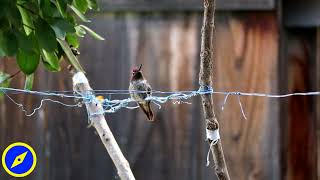 Backyard Hummingbird in Elk Grove, California