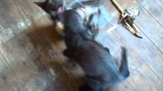 Kitty fighting and farting