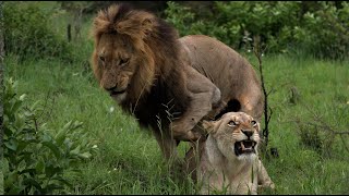 Male Lion's Epic Pride Takeover! (Red Road & The Mbiris)