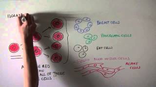 Discovery of a new adult stem cell with special properties ( phytoscience KSA )
