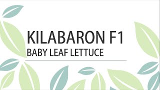 Fairbanks Seeds - Kilabaron