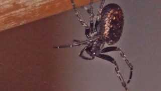 Spider ID: Walnut Orb-Weaver