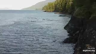 Live Cam   Orca Rubbing Beach   surface view   Explore org   Google Chrome 2023 08 20 03 08 32