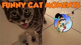 Funny Cats Voice Overs | Funny Cats Video | Why do you film us | Donny & Cleo