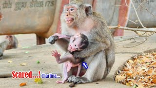 What mother monkey Charlina fearful...? Pitifully to baby monkey Cameron mom stuck him on hands...