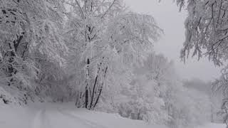 4k video Background Snowy Woods - Relaxing Winter Nature Video - No Copyright, video motion Graphics