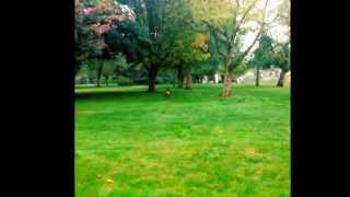 My sweet dog Miles. Don't ever way pitbulls are mean... how you raise any animal is how they act