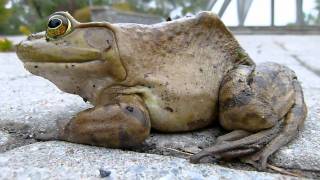 Ouaouaron de l'Homme de Calder (Montréal, Québec) American bullfrog