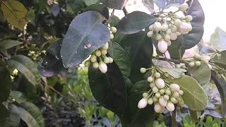 BLOOMING CITRUS TREE IN SPRING-🍊GRAPEFRUIT🍊 / APRIL || 4-08-2025