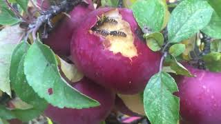 Wasps eating Apples ?!?