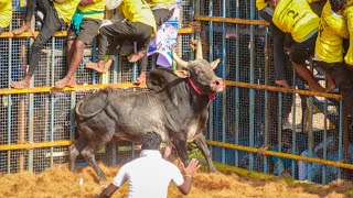 Trichy Allunthur Jallikattu Videos 2026