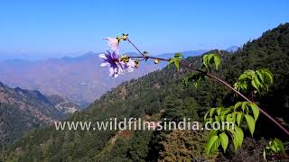 25 foot tall giant Tree Dahlias overlook giant Himalayan mountains, from wildfilmsindia botanical