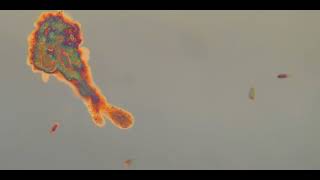 AI-enhanced video of amoeba ingesting ciliate.
