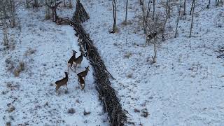 Deer in Snowy Field South Park Colorado January 8, 2026
