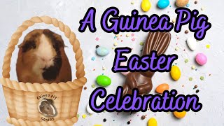 🐹A Guinea Pig Easter Celebration
