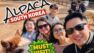 Alpacas & Surprise Guests at Alpaca World – Korea’s Cutest Day Trip!