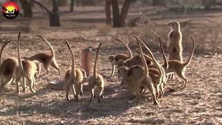Wildlife Of Animals Attacks  | Ultra HD net geo wild documentary | wildwide life