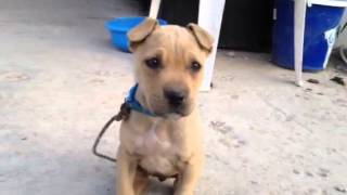 Pit bull original
