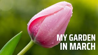 My garden in March | DAFFODILS & TULIPS, planting HELLEBORES, planting DAHLIA tubers, small garden