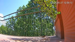 🔴 LIVE: 24/7 Backyard Bird Feeder Cam | Urban Bird Oasis | Real Ambient Sounds