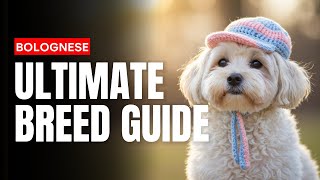 Meet the Bolognese The Royal Hypoallergenic Dog You’ve Never Heard Of!
