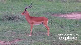 Impala King