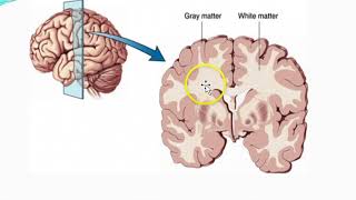 introduction to nervous system