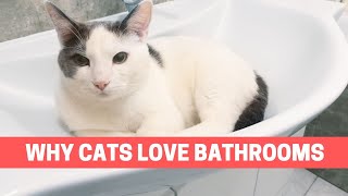 Why Are CATS Always In The Bathroom! (Reasons your cat follows you to the bathroom!)