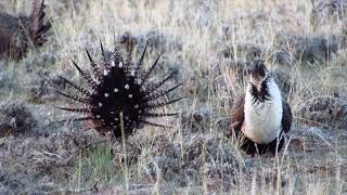 Greater Sage-Grouse Fighting